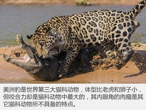 美洲豹汽车一般多少钱