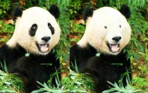 甲亢哥第一次看熊猫激动出夹子音
