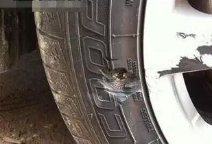 汽车补轮胎需要多少钱