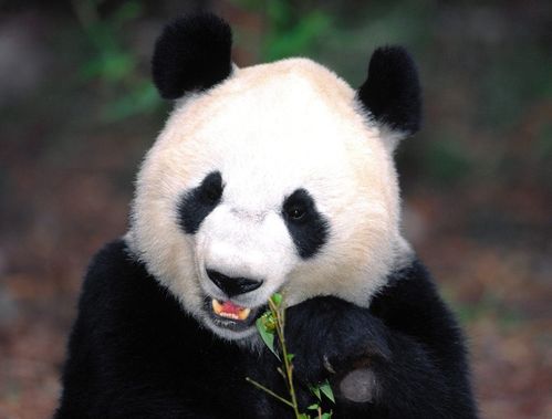 比大熊猫更濒危的动物全国仅剩1只