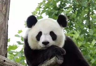 比大熊猫更濒危的动物全国仅剩1只